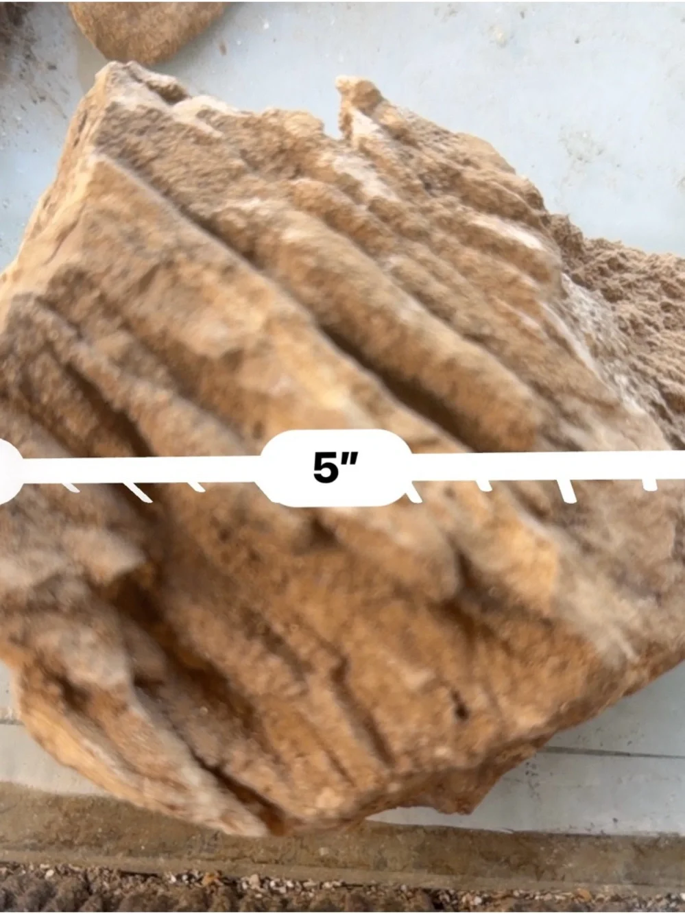 Natural Rough Petrified Wood New Mexico Tan Specimen Gold Quartz UV 5”x4” 1.2 lb